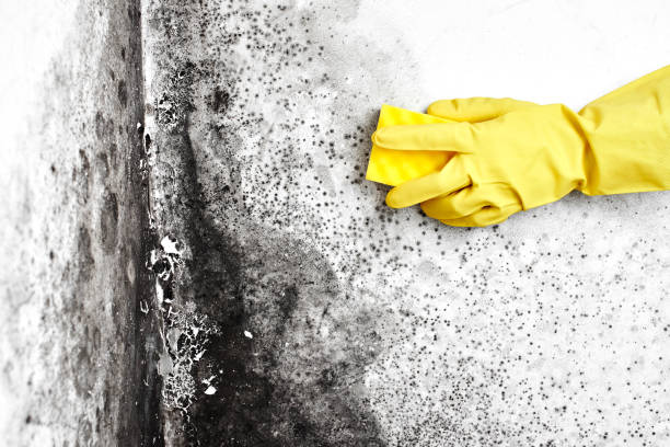 Best Commercial Mold Remediation in Riceville, TN